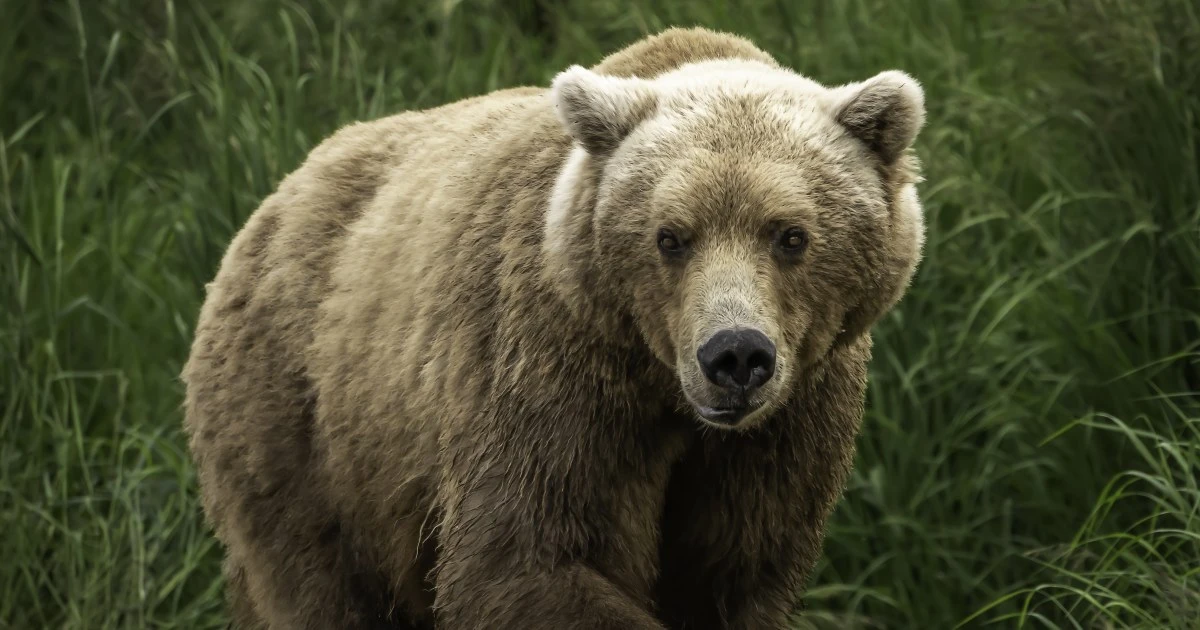 「1年で牛28頭がヒグマに襲われる」被害が北海道で発生…現場の「物的証拠」から浮かび上がる”未知の個体”の姿