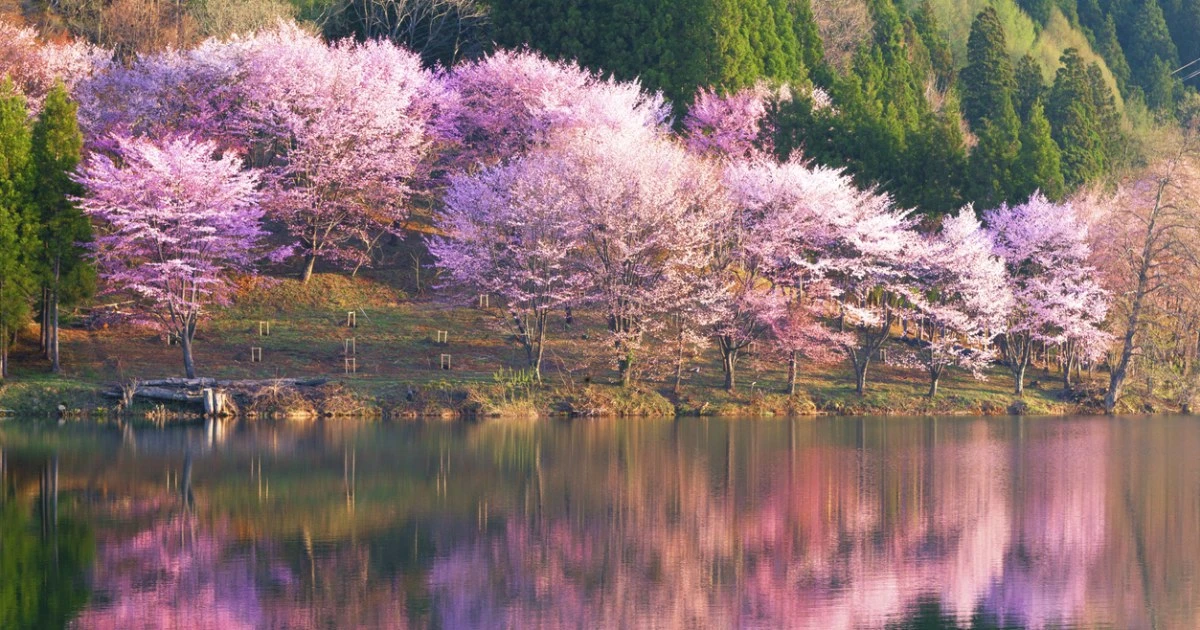 「桜があるから生きられる」…大学生時代に結核になった私が「桜」に救われた理由