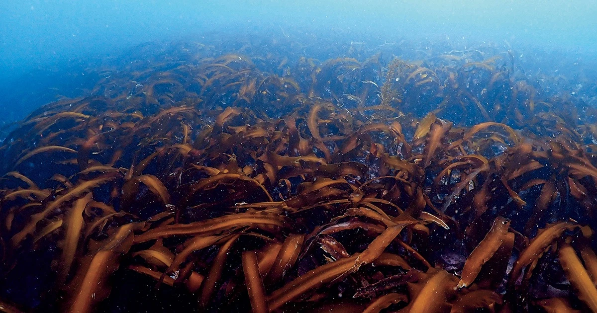 日本の海から昆布が激減…その原因と藻場の再生をめざすプロジェクトとは[PR]