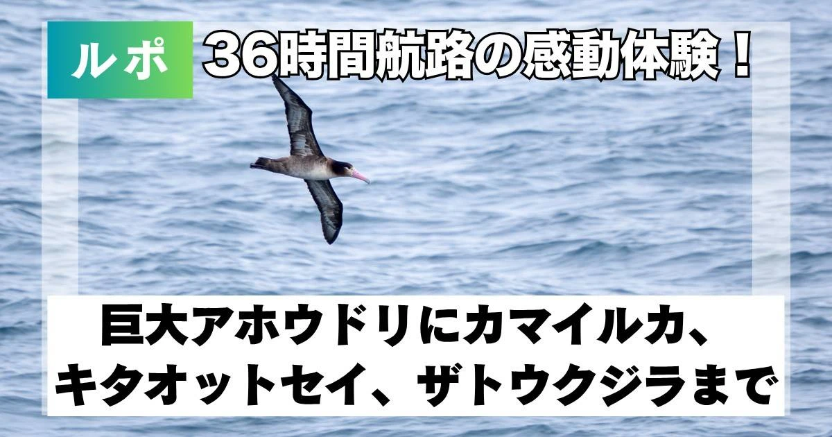 36時間航路バードウォッチングの感動体験！巨大アホウドリにカマイルカ、キタオットセイ、ザトウクジラまで次々出現した奇跡の瞬間