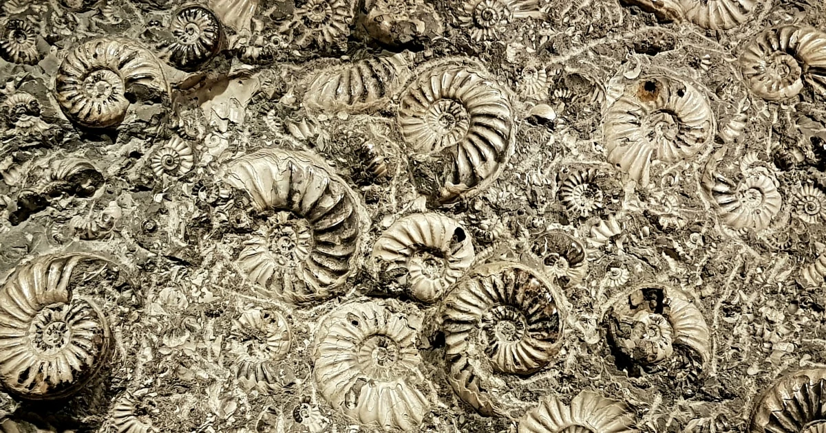 小笠原で見つかった「モンスターマイマイ」の化石や「正体不明の種類」…最終氷期の南島に住んでいた「奇想天外な生き物」