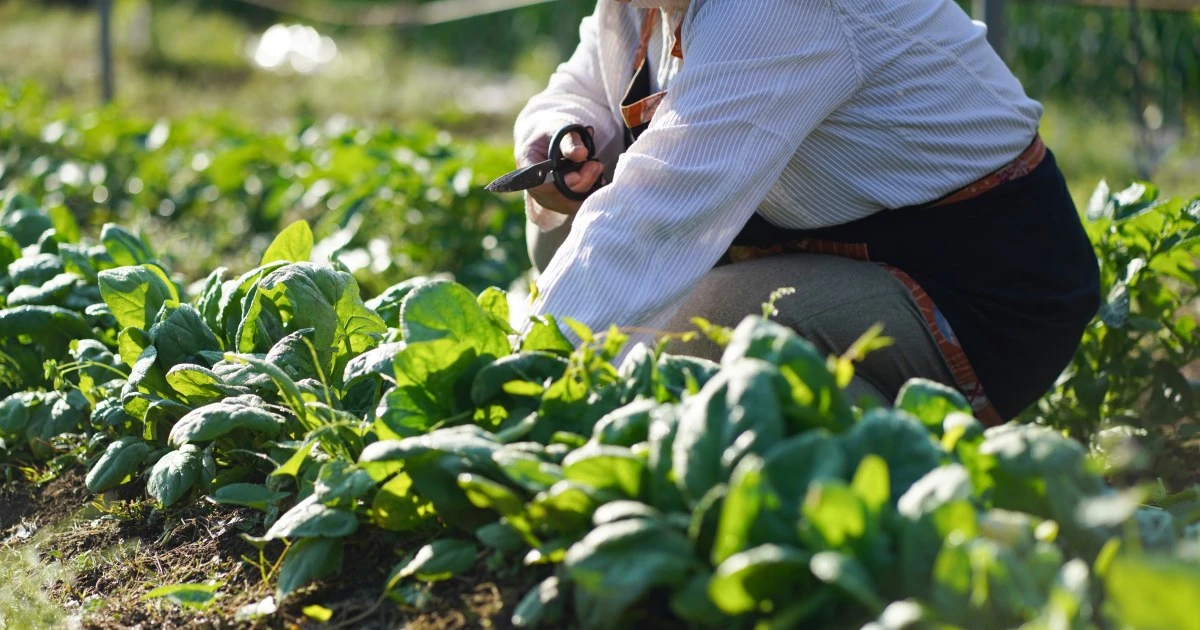 【難解クイズ】なぜ東京都に近い千葉県や茨城県で「農業」がさかんなのか？ 親子で知りたい「納得の理由」【社会】