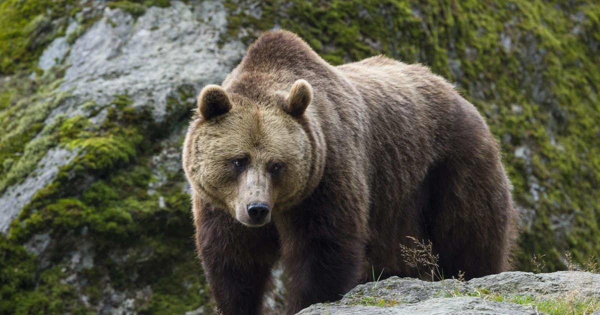 無差別に牛を襲った怪物ヒグマ「OSO18」の奇妙な点を専門家が解説…実はヒグマの９割が「一生に一度も肉を食べない」