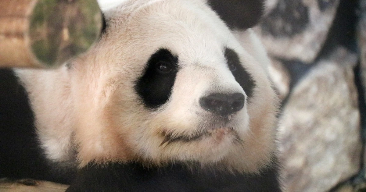 和歌山アドベンチャーワールドのパンダ4頭が中国へ…約3000人が参列した歓送セレモニールポ【良浜・結浜・彩浜・楓浜】