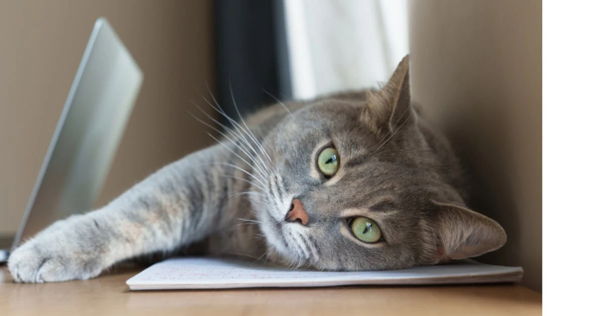 「禁止にする」では足りない！動物行動学のプロが教える「テーブルに上がる」猫のしつけ方