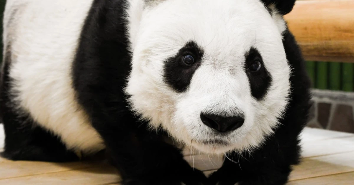 動物園のパンダが立ち上がった超レアな瞬間！飼育員さん「慌ててカメラを取りに行きました」