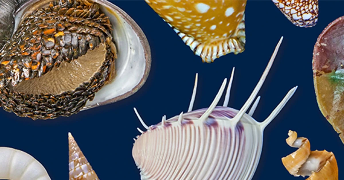 貝は”進化の制限”が少ない！鉄のうろこ、他の生物で偽装……その不思議な形や生態の多様性から進化の分かれ道を探る