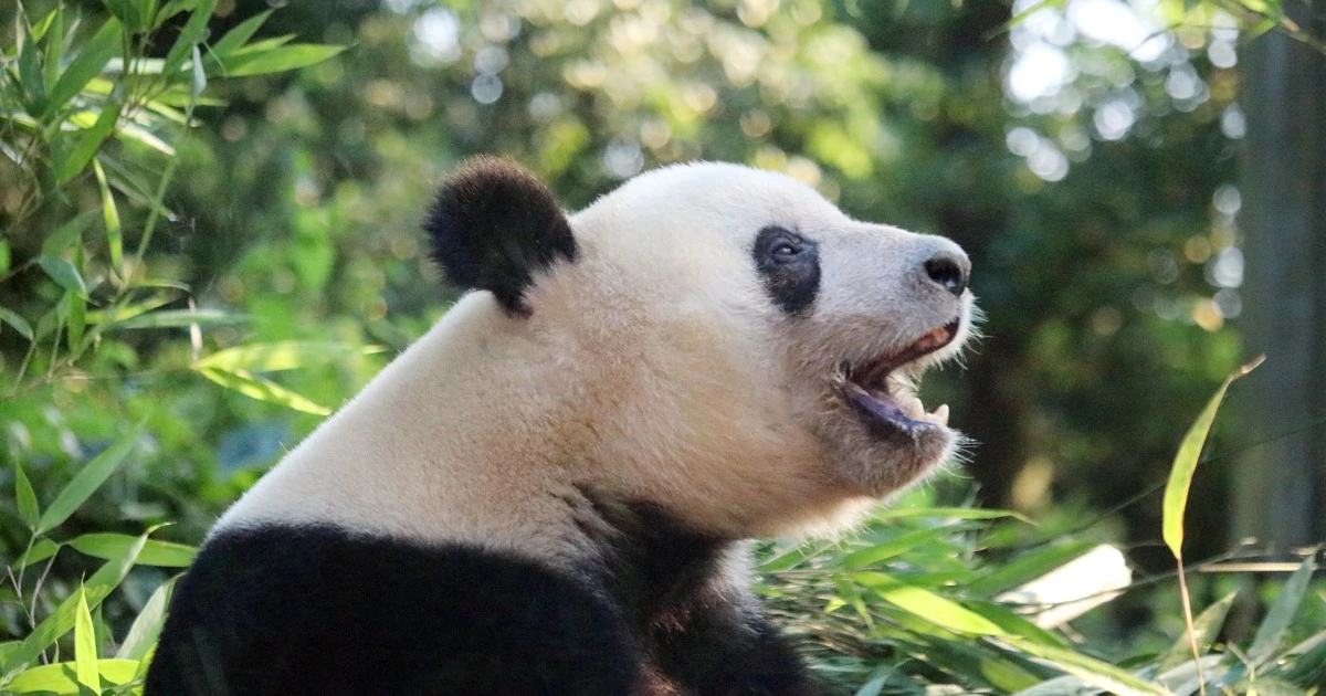 「日本のパンダファンの方々は本当に素晴らしいと感じています」中国人が思わず感動した理由【シャンシャン誕生日　現地ルポ】