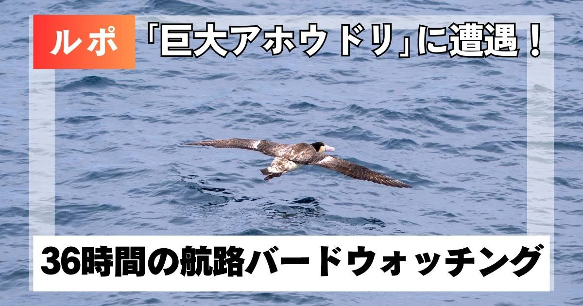 過酷すぎ!? 36時間の航路バードウォッチングで「巨大アホウドリ」に遭遇！