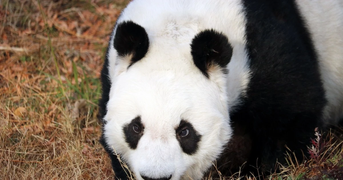 動物園のパンダが謎のポーズを…飼育員さんが思わず二度見してしまった瞬間