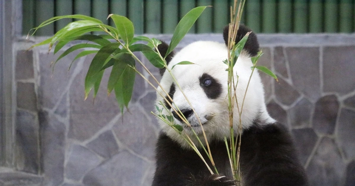 【独自取材】パンダのタンタン、剥製で中国へ――王子動物園の獣医師と広報が語る「静かな帰国」