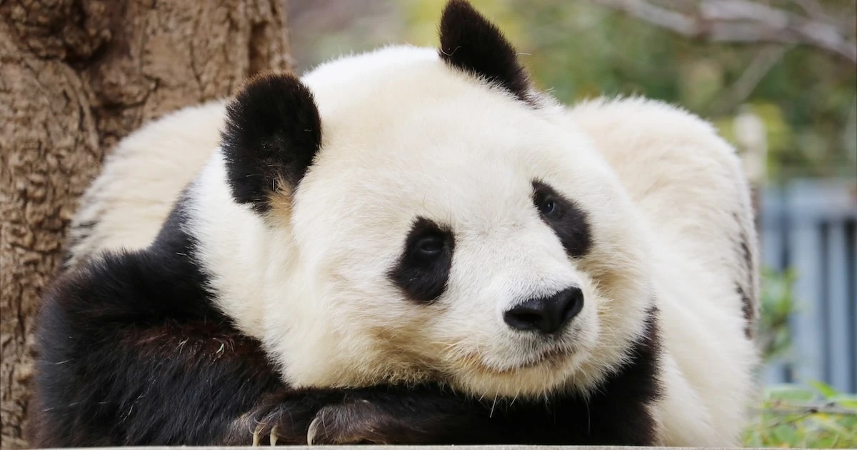 パンダのタンタン一周忌に寄せて…神戸市立王子動物園・飼育員さんと獣医師さんが語る「いまでもタンタンを思い出しますか？」「毎日思い出しますよ」