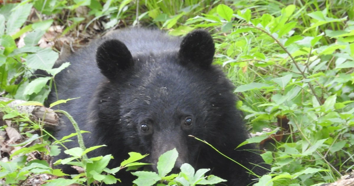 【衝撃写真】「クマが里中に住み着いている」…！岩手の猟師たちが警告する「殺人ツキノワグマ」の正体