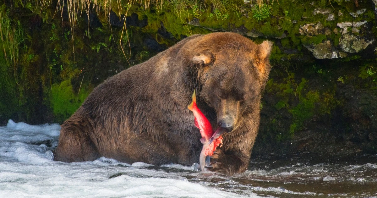 3週間明かされなかった、忍者ヒグマ「OSO18」の捕獲…唐突な幕引きと、謎が錯綜する現場の「舞台裏」