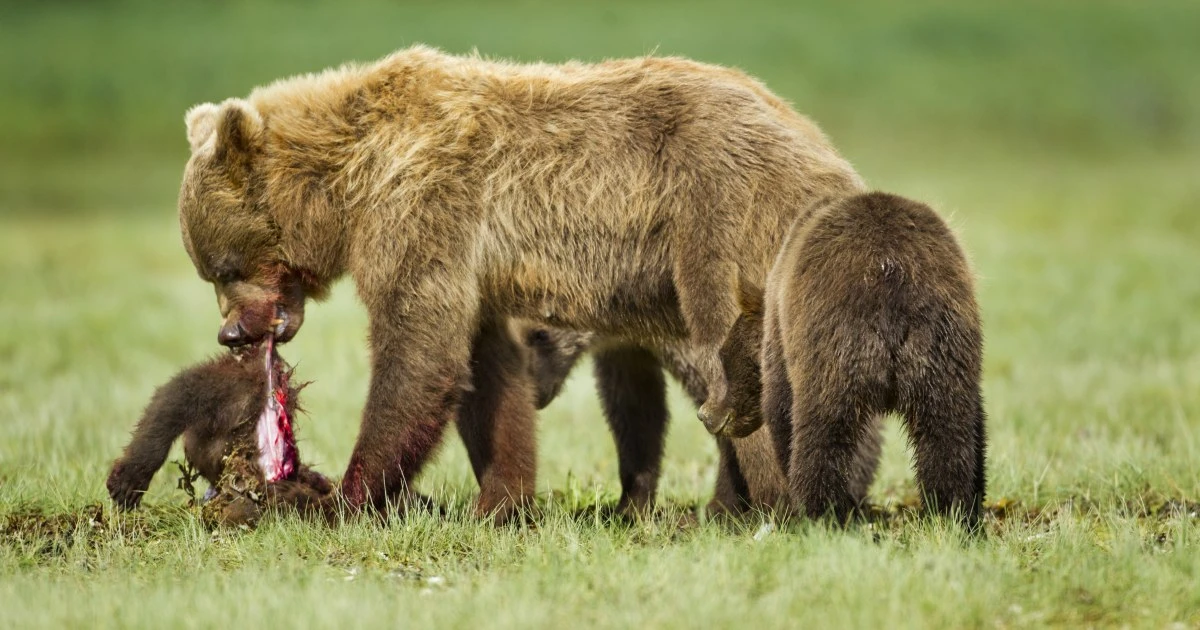 凶暴ヒグマ「OSO18」が再び出現…捕獲の撮影に行き詰まっていた取材班の「新たな希望」