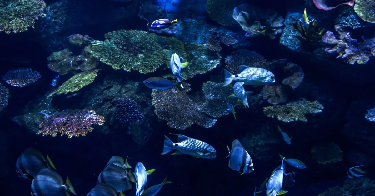「水族館の神」プロデュースの「カワスイ」がコロナ禍による入場者急減で倒産…資金調達スキーム「GK‐TK」の実態