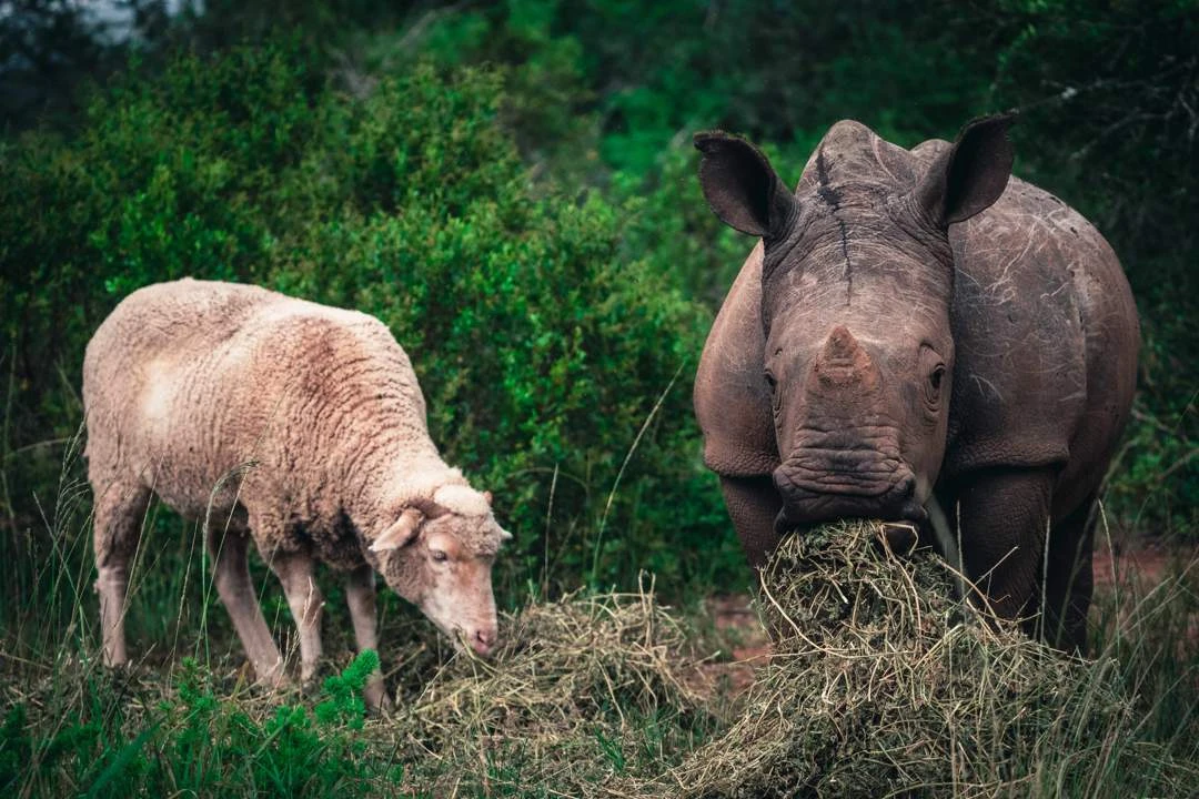 Renosterwesie se vriendskaap laat blywende nalatenskap by Shamwari