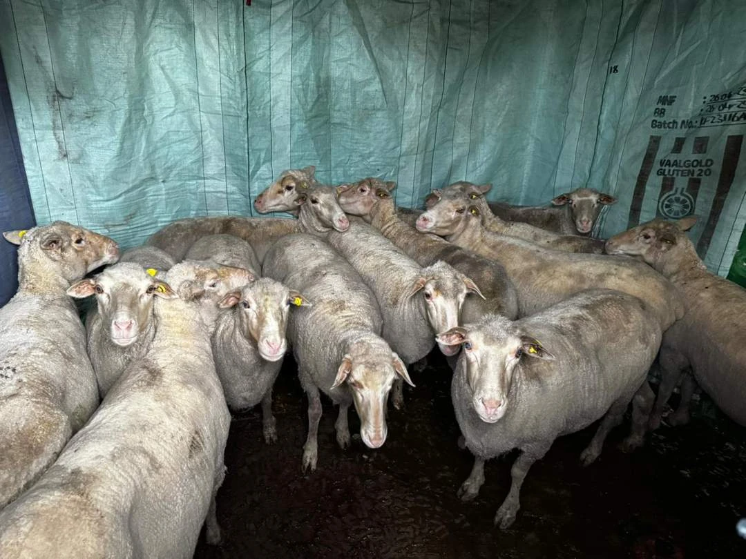 ‘Bloed buite hokkies’ wys boer waar sy gesteelde skape geslag is