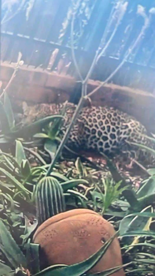 Luiperd weer in Mookgophong se strate gesien