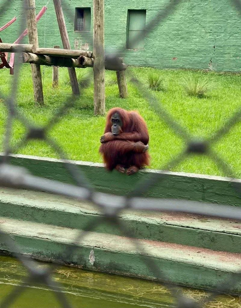 ‘Laat Opal die orangoetang vry,’ eis diereaktiviste in KZN