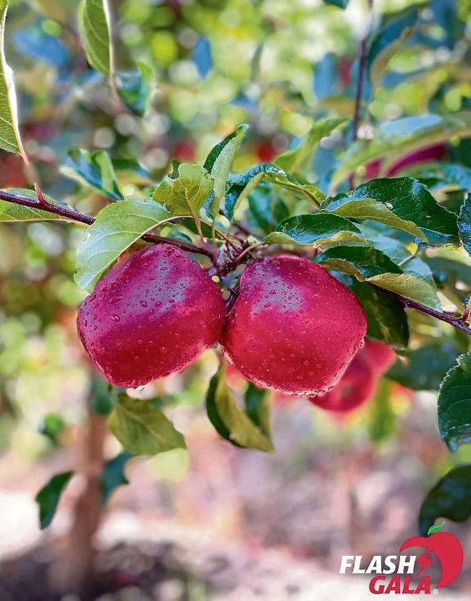 Dit was ’n rekordseisoen vir Flash Gala-appels