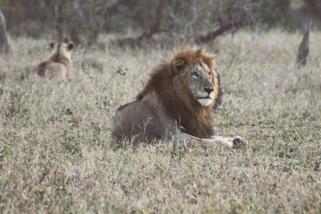 Krugerwildtuin: Nuwe naam vir dié ikoon ‘sal toerisme in die voet skiet’