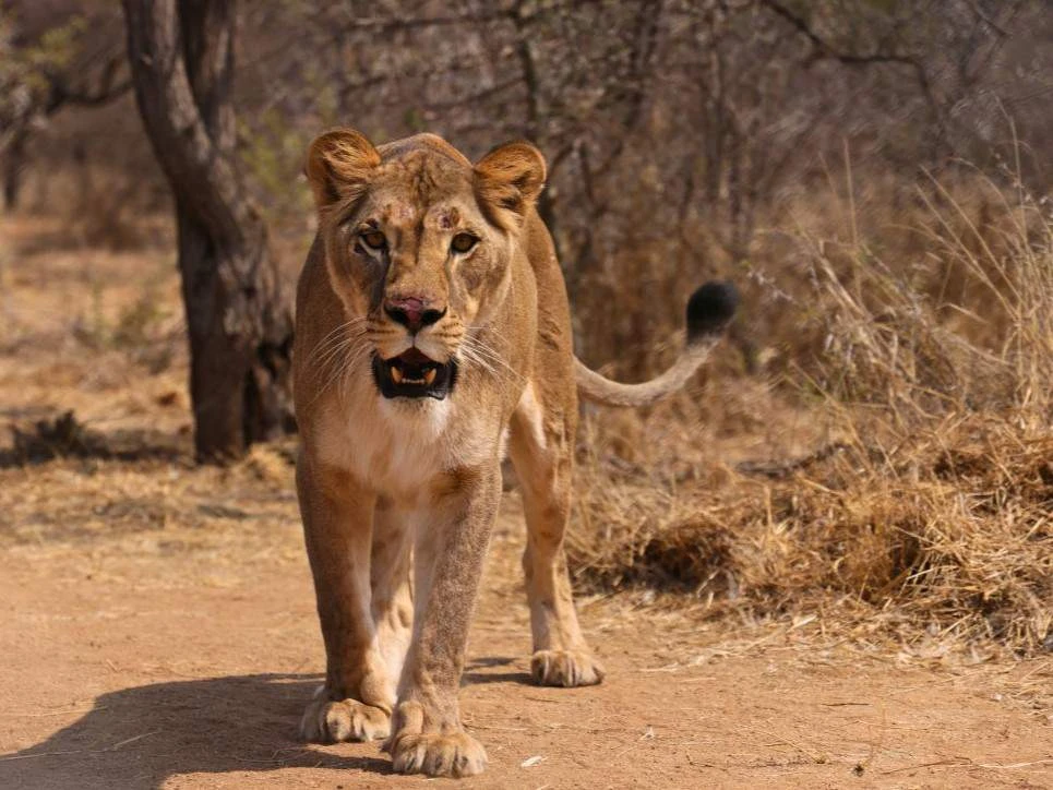 Oekraïense leeuwyfies vind veilige vesting in Suid-Afrika