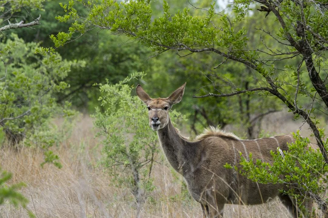 ‘Antraks in Krugerwildtuin hou bitter min risiko in vir besoekers’