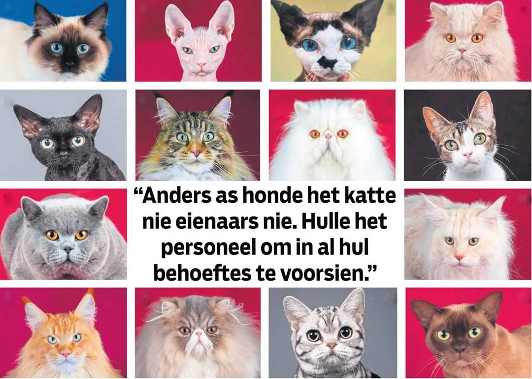 Prrr, my (s)kat