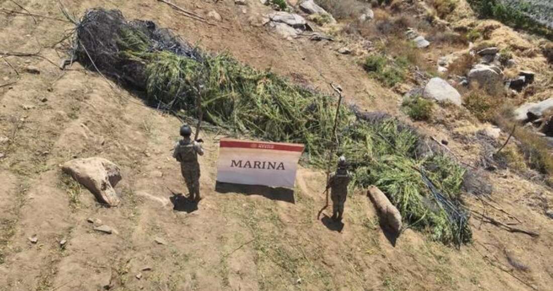 La Marina golpea al narcotráfico tras incineración de plantíos de mariguana en BC