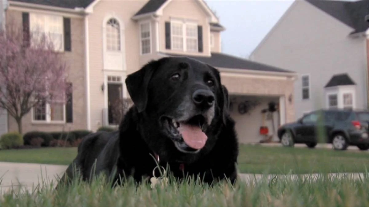 Kingston reviewing animal limit by-law