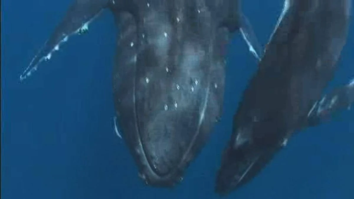A whale of a tale: U.S. diver caught in humpback whale’s mouth
