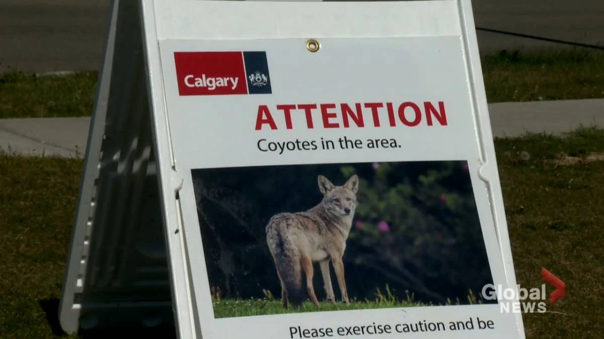 Coyote believed to be responsible for 3 attacks in Calgary to be killed