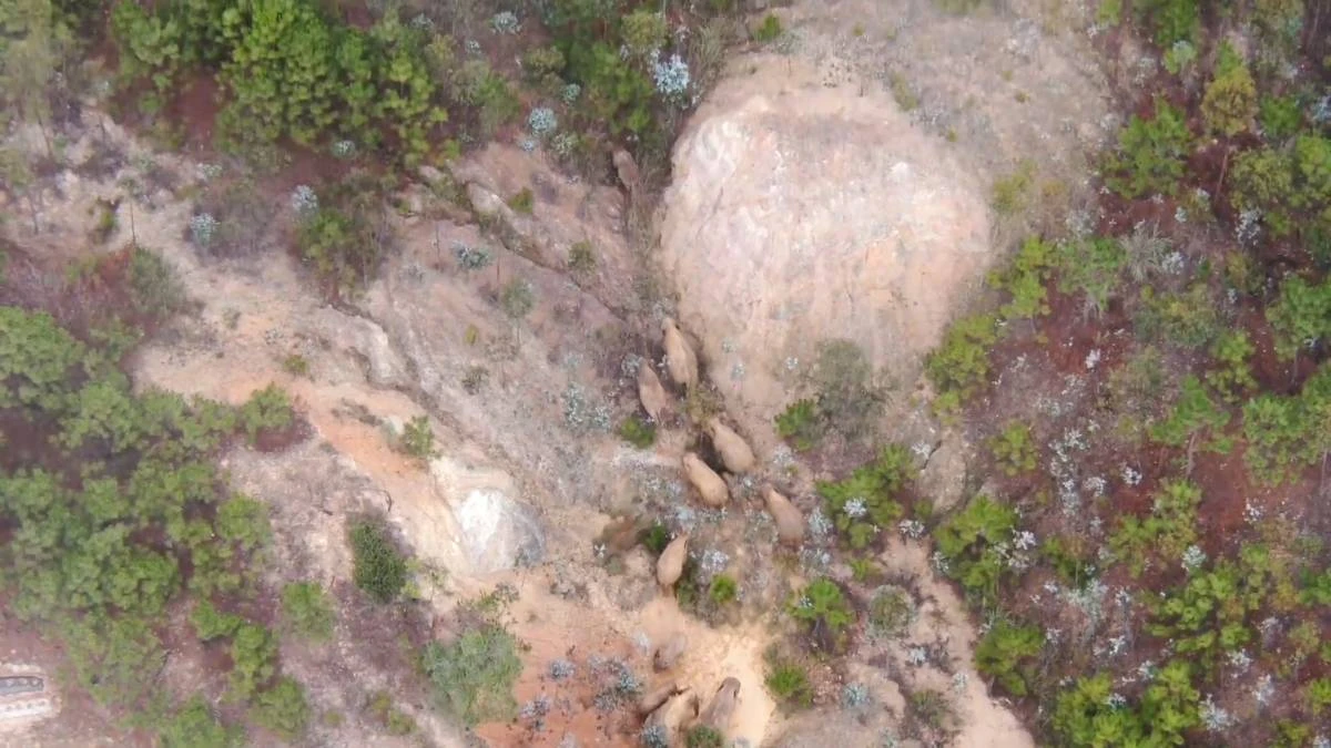 Elephant herd moving through China spotted in Yunnan Province