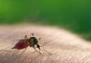 Global Fund Provides $900 Million for anti-Malaria, Tuberculosis Intervention in...