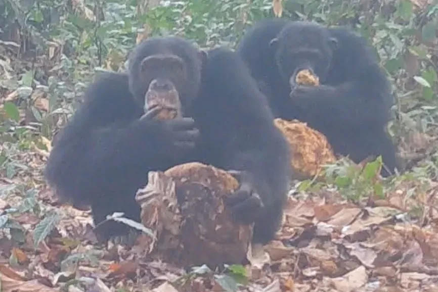 Descubren que un grupo de chimpancés salvajes de Guinea-Bisáu consume alcohol con regularidad