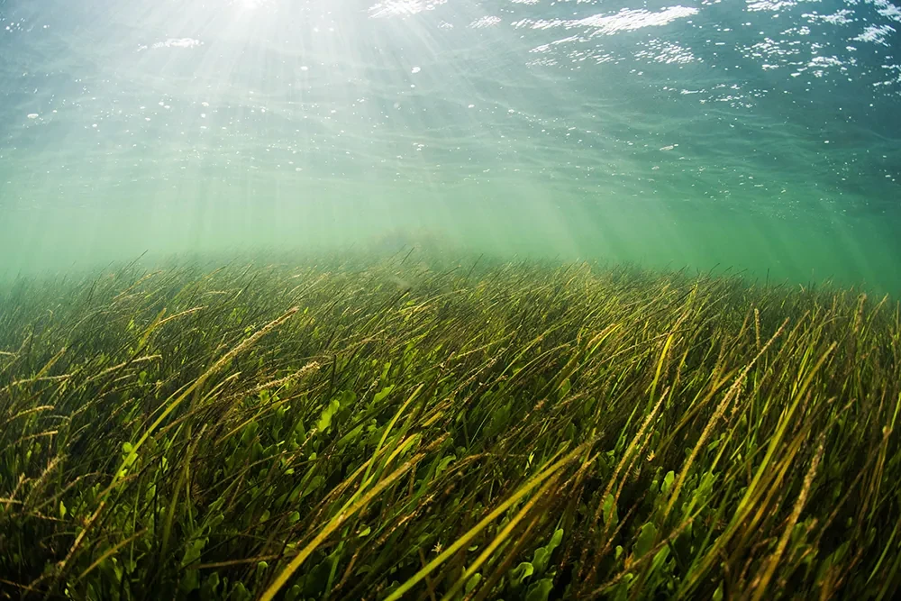 Las cremas solares alteran la captura de carbono de las praderas marinas, según un estudio
