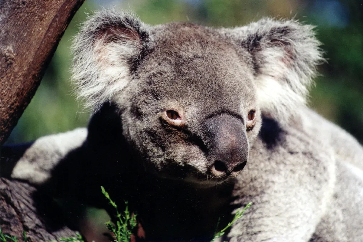 El estado australiano de Victoria sacrifica con francotiradores desde helicópteros a 750 koalas 