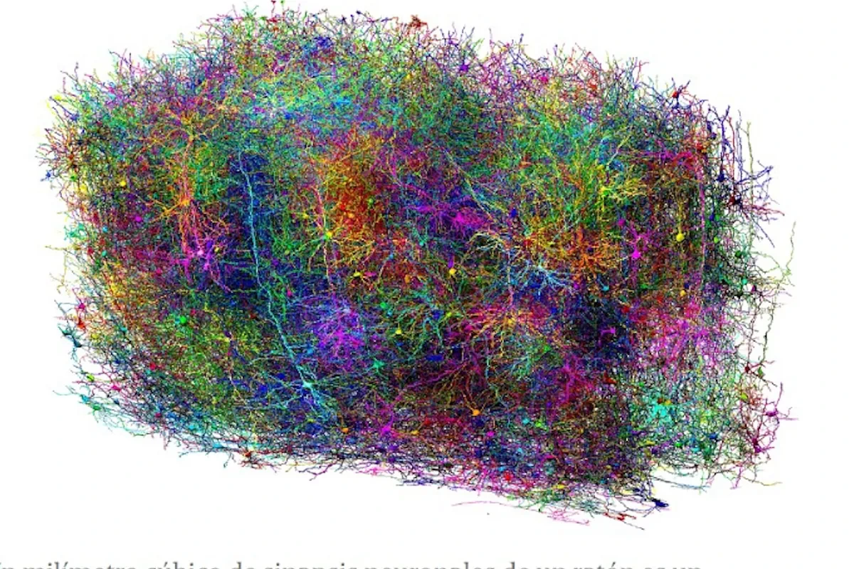 El mapa 3D de una porción de cerebro de ratón ayudará a resolver cómo funciona el del hombre
