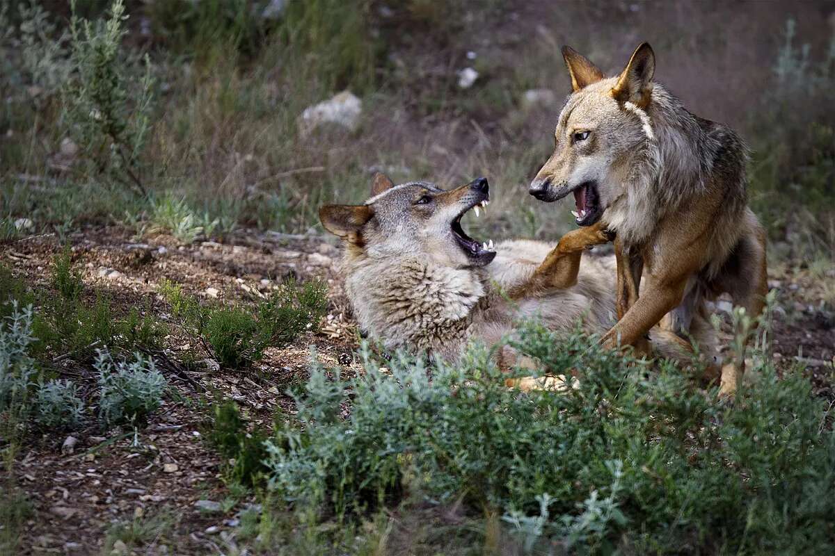 Seis genes de perro que explican por qué el lobo ibérico es único