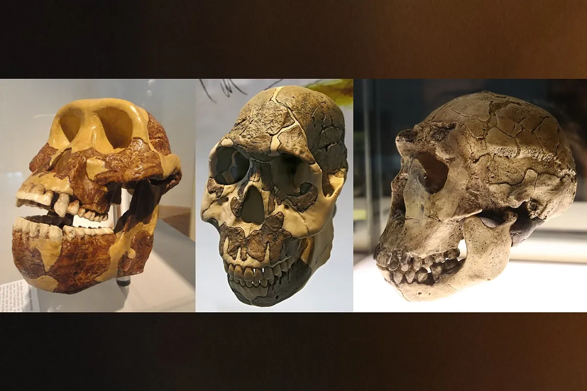 Los antepasados del hombre empezaron a comer plantas herbáceas 700.000 años antes de tener los dientes idóneos para comerlo