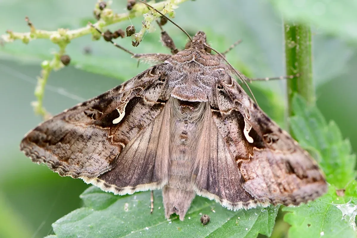 Una plaga de polillas gigantes invade la Península: 