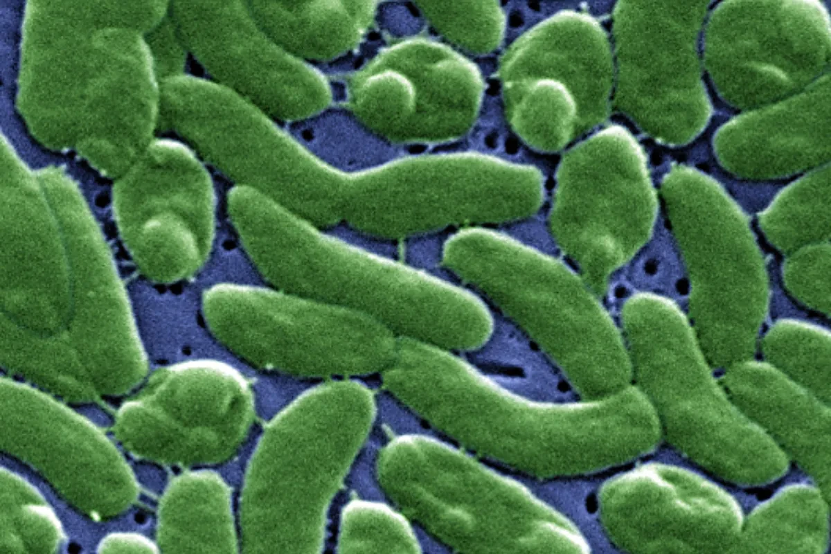Cuatro muertos en Florida por una bacteria que vive en las aguas cálidas del mar y se alimenta de carne humana
