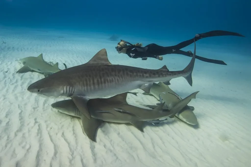 Un 'festín' entre tiburones en Hawái demuestra nuevos patrones de convivencia entre las especies animales