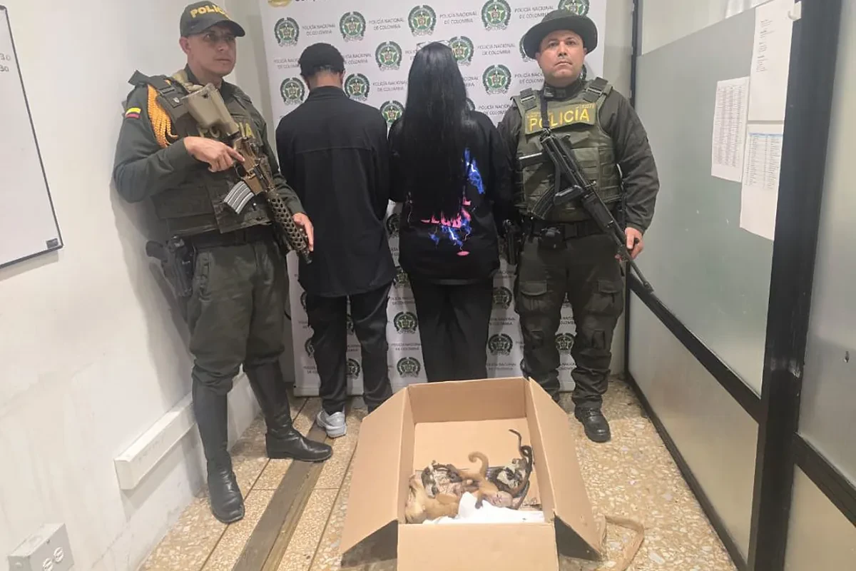 Detienen en un aeropuerto de Colombia a dos traficantes que transportaban a seis monos en su ropa interior