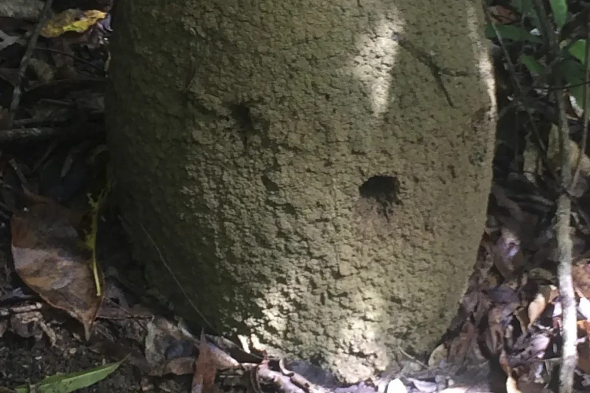 Termitas para salvar las selvas tropicales de Australia: 