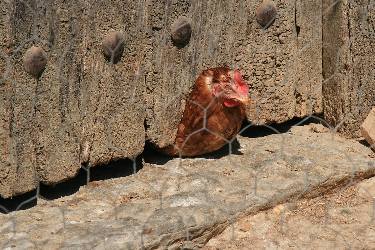 España críar aves al aire libre ante el aumento del riesgo de gripe aviar