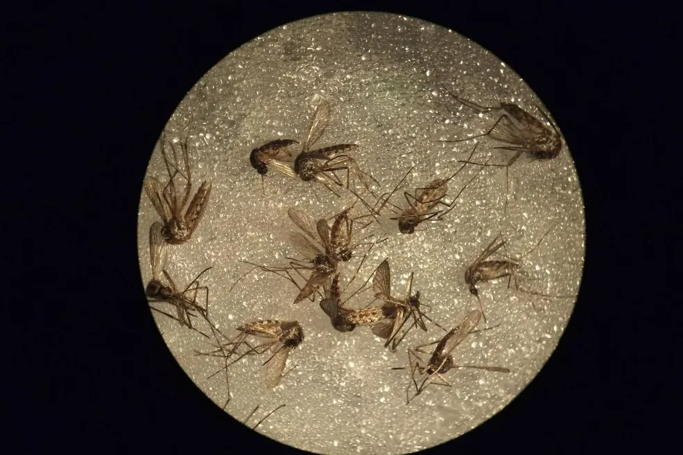 Ocho muertos en lo que va de año por el virus del Nilo Occidental en Italia, donde los casos se han triplicado en una semana