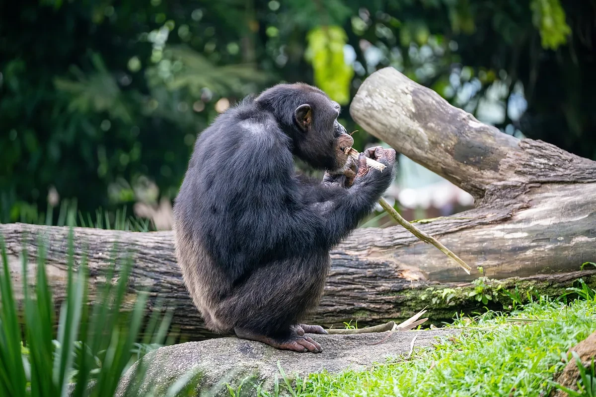 Graban a chimpances usando plantas medicinales para tratar sus heridas