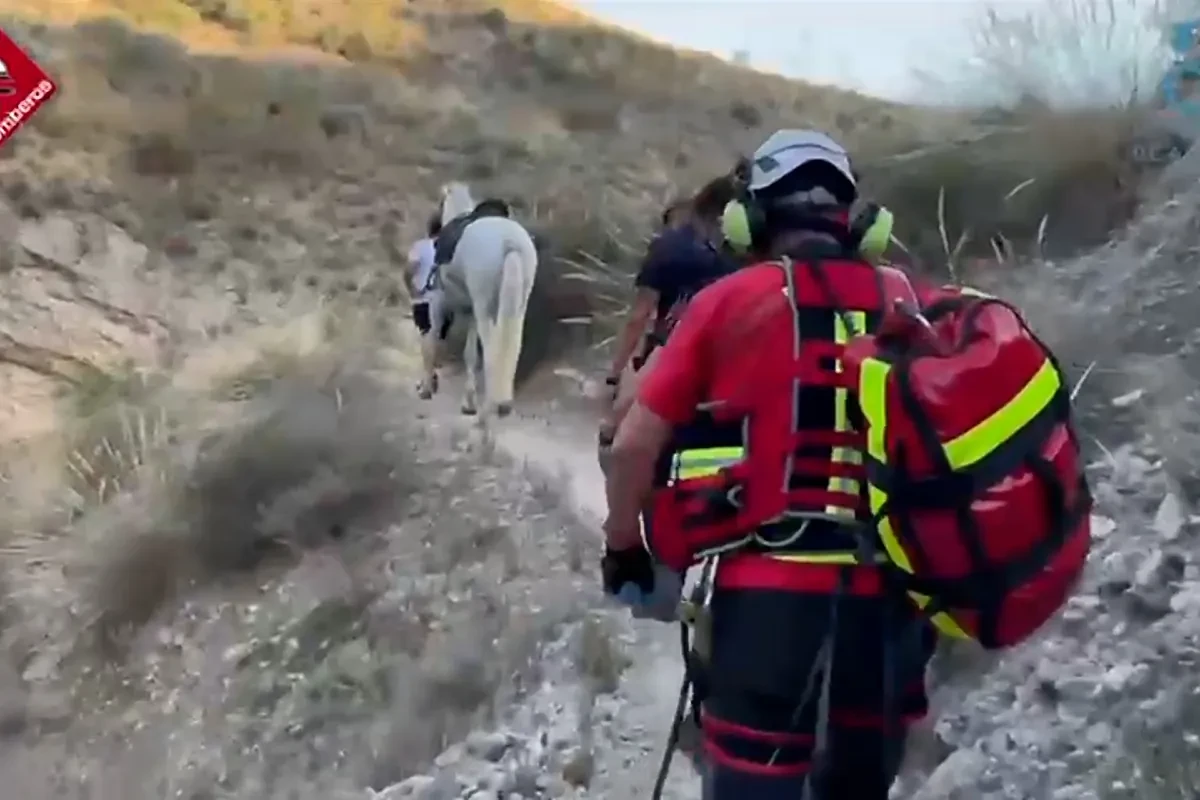 Bomberos rescatan a un caballo atrapado cuando cruzaba un barranco en Albatera, Alicante